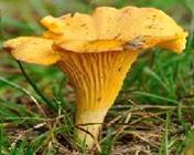 CANTHARELLUS2