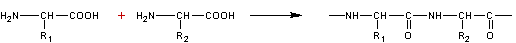 PROTEINES3.gif
