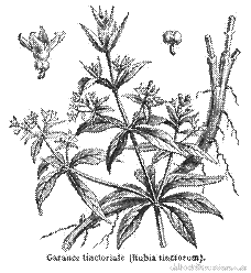 GARANCE DU TEINTURIER.gif