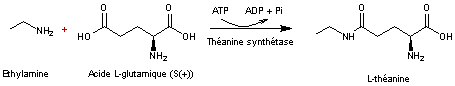 THEANINESYNTH.gif