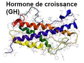 Hormone de croissance : d�finition - docteurclic.com