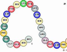 R�sultat d�images pour repr�sentation en couleur du glucagon