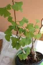 GINKGO.jpg