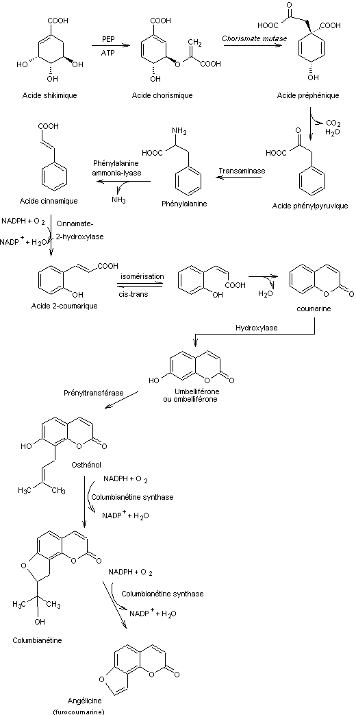 BIOSYNTHANGELICINE.gif