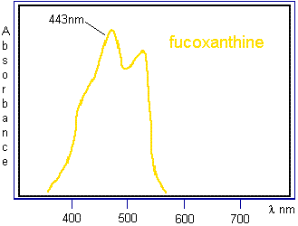 FUCOXANTHINE