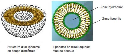 LIPOSOMES8.jpg